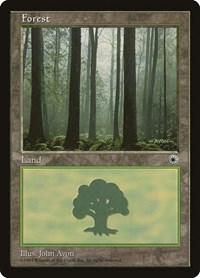 Forest (Ferns on Ground)